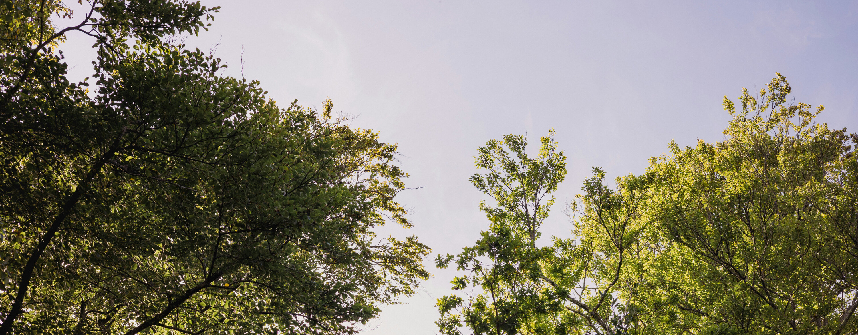 Riverview Treetops v4
